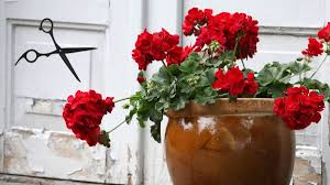 Image result for cuttings of geraniums