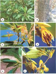 Image result for Bruguiera