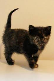 Pin By Michelle Berry On Kittens Kittens Kittens Tortie Kitten Pretty Cats Cats