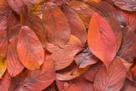 紅葉する植物の言葉９選 桜紅葉や柿紅葉 和の情緒を感じる秋 言葉の庭