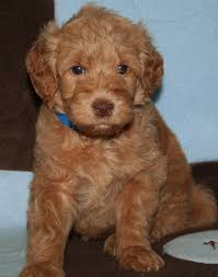 Maybe you would like to learn more about one of these? Miniature Goldendoodle Golden Retriever Poodle Mix Info Pictures Goldendoodle Puppy Golden Retriever Poodle Mix Goldendoodle