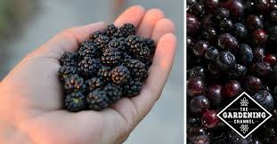 Bakalchuk started the business in 2004 at age 28 in her moscow apartment while on maternity leave from teaching. Types Of Wild Berries Gardening Channel