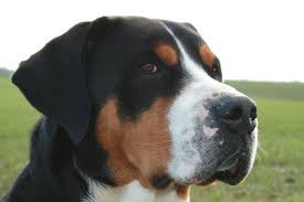Es sollte auch mindestens ein garten vorhanden sein, da diese rasse auch freilauf benötigt und nicht nur in der. Grosser Schweizer Brutus Vom Louisenhofer Ls Webseite