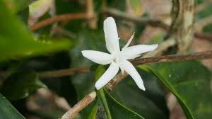 Image result for Lippia abyssinica