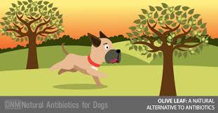 Olive Leaf The Holistic Alternative To Antibiotics Dogs Naturally Olive Leaf Dog Clicker Training Dogs Naturally Magazine