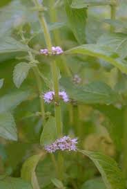 Image result for Mentha aquatica