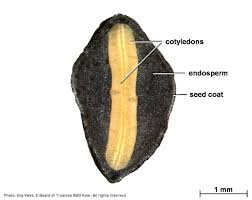Image result for Cassia thyrsoidea