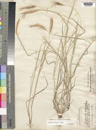 Image result for Enteropogon prieurii