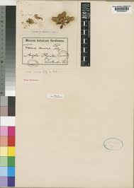 Image result for Faroa amara