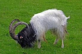 Black And White Goat Breeds Bagot Goat Breeds Goats Breeds Animals