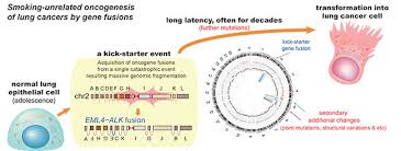 Some mutations occur spontaneously during cell division, they have no external. Early Genome Catastrophes Can Cause Non Smoking Lung Cancer