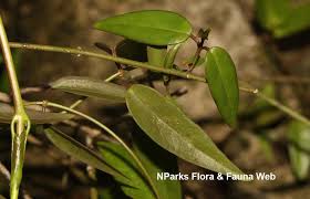 Image result for Vincetoxicum sylvaticum