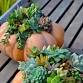 Pumpkin Succulent Class event image