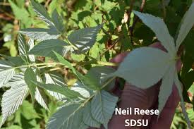 Image result for Rubus iringanus