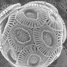 What does an electron look like under a microscope. What Chalk Looks Like Under The Microscope Pics