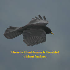 Birds Of A Feather Movie A Heart Without Dreams Is Like A Bird Without Feathers Mountain Camping Bird Dream