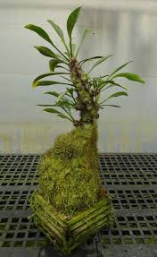 Image result for Antrophyum mannianum