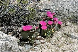 How often do you water a cactus? Beavertail Cactus Opuntia Basilaris Desertusa