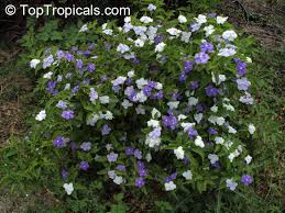 Image result for Brunfelsia pauciflora