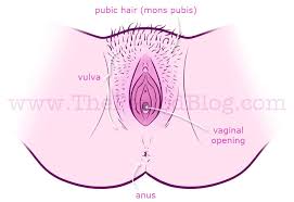 How To Find Your Vaginal Opening The Period Blog
