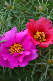 Image result for Portulaca