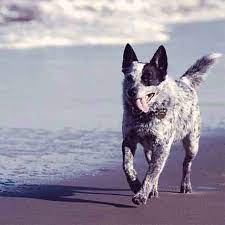 We did not find results for: Healthy Diet For An Australian Cattle Dog Petcarerx