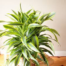 Image result for Dracaena laxissima