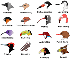 Ms Ariza S Connected Learning Community Survival Bird Beaks Birds For Kids Bird Species