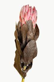 Blooming Pink Protea Flower Transparent Png Free Image By Rawpixel Com Teddy Rawpixel
