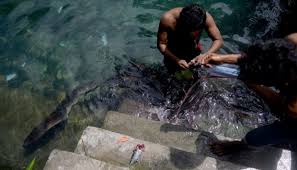 We did not find results for: Mandi Di Pemandian Raja Ambon Sambil Melihat Morea Foto Tempo Co