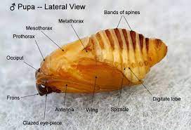 We did not find results for: Puss Caterpillar Larva Southern Flannel Moth Adult Megalopyge Opercularis