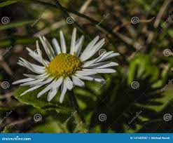 Daisy bloom hot