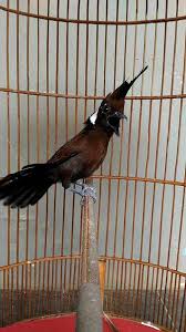 We did not find results for: Cililin Archives Binatang Peliharaan