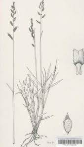 Image result for Urochloa serrata