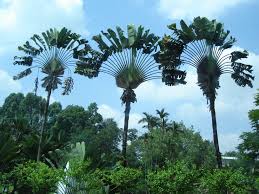 4k00.12palm trees, sky, green rainforest on a sunny day. Why Are Palm Trees Beautiful Aeshah Adlina S Weblog