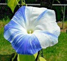 Image result for Ipomoea magnusiana
