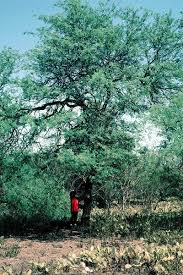 Image result for Prosopis juliflora