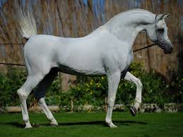 free beautiful arabian horse