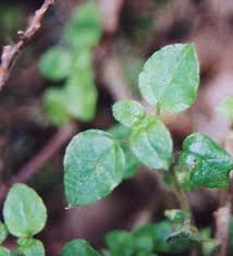 Image result for Parietaria debilis