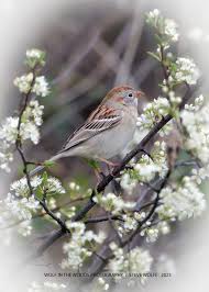 There were four of these that seem to be the same species traveling  together today in St. Pete, Florida. I am stuck