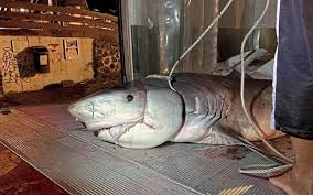 Important incendie à la blanchisserie girondine. La Reunion Une Main Et Un Avant Bras Retrouves Dans Le Ventre D Un Requin Le Parisien