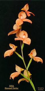 Image result for Disa satyriopsis