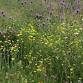 How to grow your own wild flower meadow event image