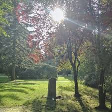 Wohlers Park Friedhof Norderreihe Tree Trunk Tree Park