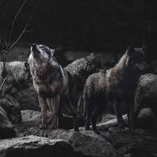 Find the wallpaper you want and click the download button. Wolf Pack Brown Background 1600x1600 Download Hd Wallpaper Wallpapertip