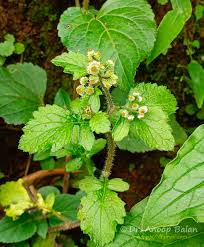 Image result for Dichrocephala