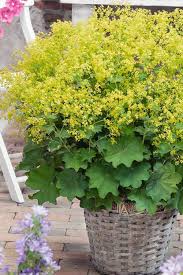 Image result for Alchemilla kiwuensis