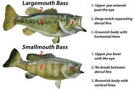 smallmouth vs largemouth bass all you need to know