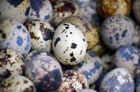 Everything You Need To Know About Quail Eggs