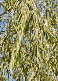 Image result for Salix babylonica